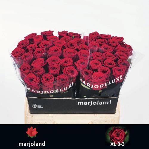 Rosa grootbloemig Red Naomi!