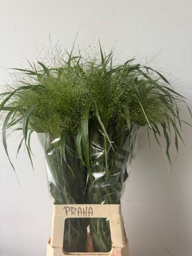 Panicum 'Fountain'