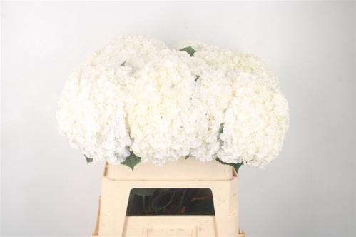 Hydrangea macrophylla Royal Highness