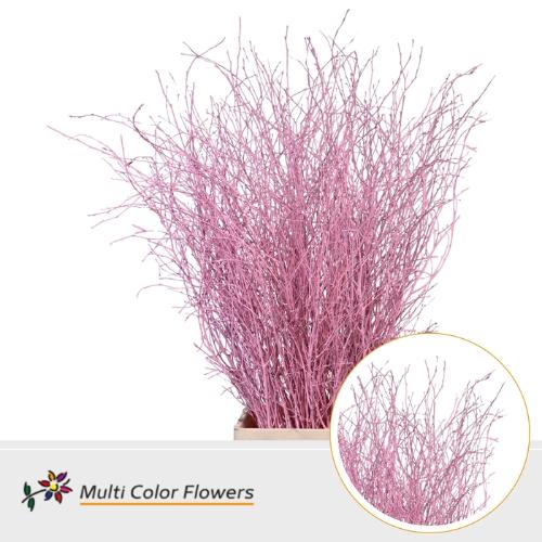 Betula kleurbehandeld H%