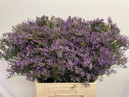 Limonium Maine Blue