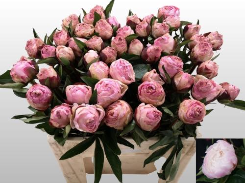 Paeonia Lactiflora Grp 'Gardenia'