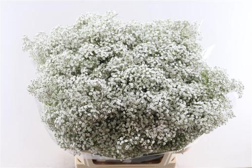Gypsophila paniculata 'Million Stars'