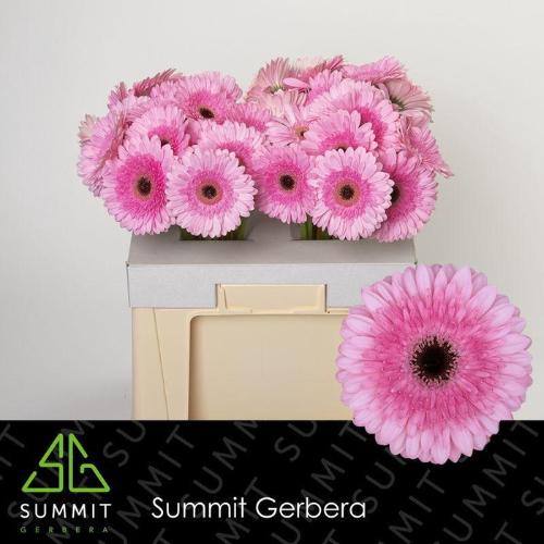 Gerbera grootbloemig Pre-Semmy