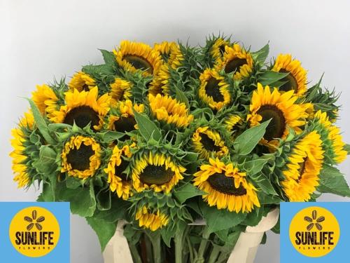 Helianthus annuus 'Sunrich Orange'