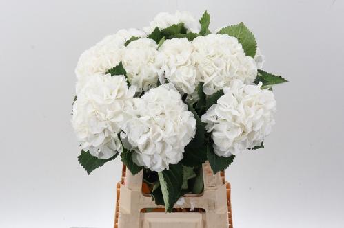 Hydrangea macrophylla Royal Princess