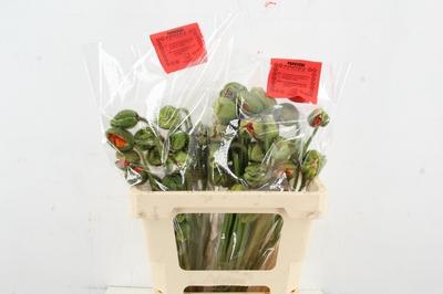 Papaver nudicaule Poppy Bussana gemengd