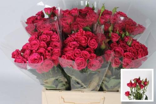 Rosa tros Pink Yo-Yo