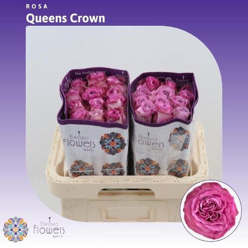 Rosa grootbloemig Queens Crown