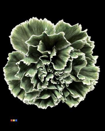 Dianthus standaard kleurbehandeld H%