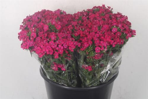 Dianthus barbatus 'Amazon Neon Cherry'