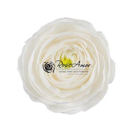 Rosa grootbloemig kleurbehandeld H%
