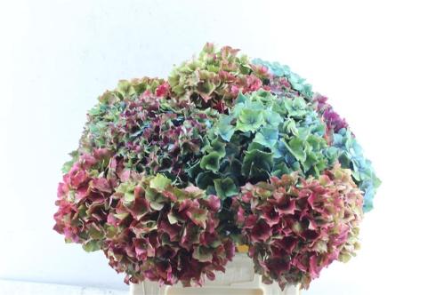 Hydrangea overig