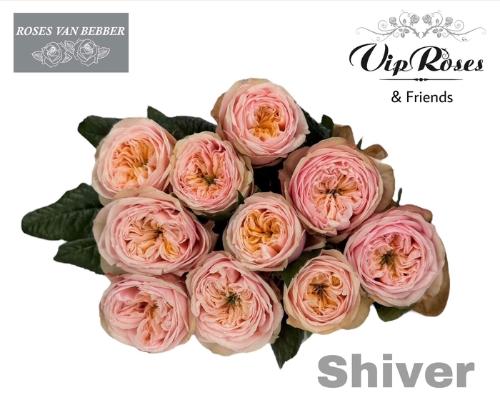 Rosa grootbloemig Shiver!
