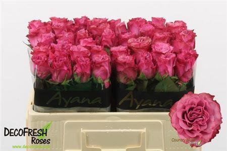 Rosa grootbloemig Country Spirit Blues