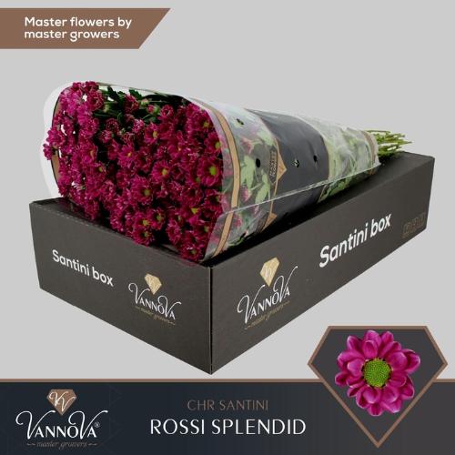 Chrysanthemum (Indicum Grp) tros santini Rossi Splendid