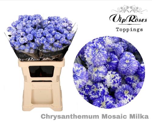 Chrysanthemum Indicum Grp tros kas kleurbehandeld H%