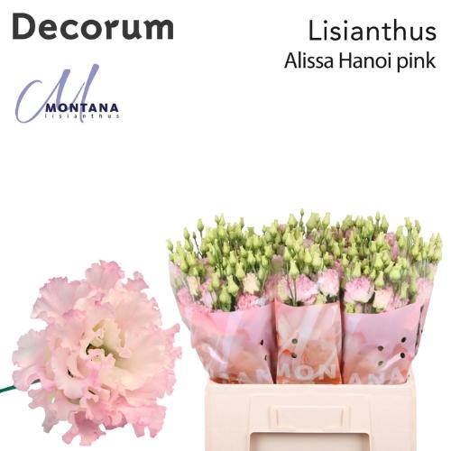 Eustoma russellianum gevuldbloemig 'Alissa Pink'