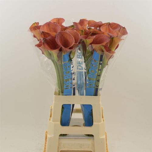 Zantedeschia 'Sunset Passion'