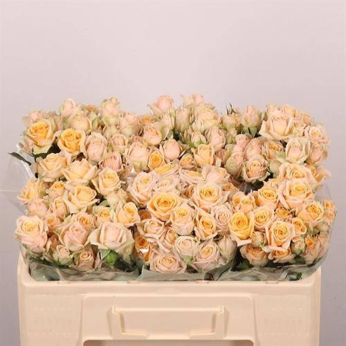 Rosa tros Trinity