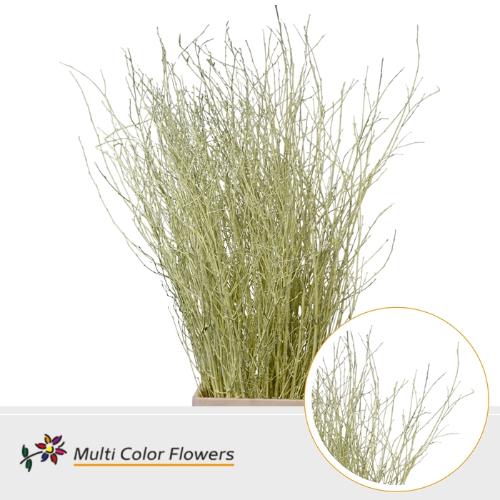 Betula kleurbehandeld H%