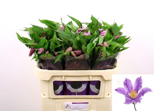 Clematis Diversifolia Grp Amazing London