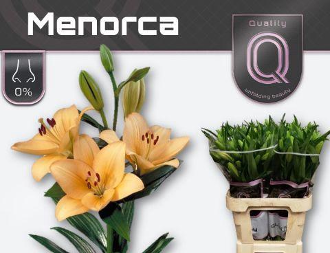 Lilium Longiflorum x Aziatische Grp 'Menorca'