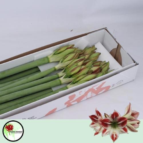 Hippeastrum Galaxy Grp 'Ambiance'