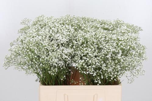 Gypsophila Zinzi Aboa