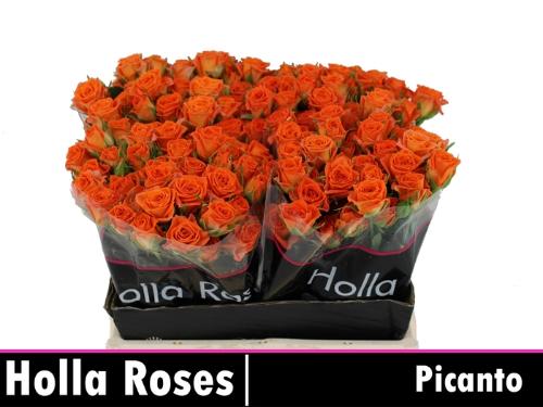 Rosa tros Picanto