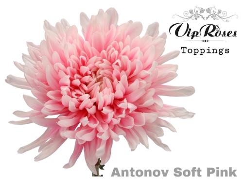 Chrysanthemum (Indicum Grp) geplozen Antonov kleurbehandeld H%