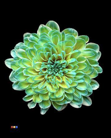 Chrysanthemum Indicum Grp tros kas kleurbehandeld H%