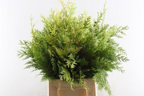 Chamaecyparis lawsoniana 'Stewartii' per bos