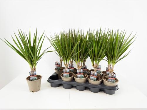 Gerbera grootbloemig 'Dominant'