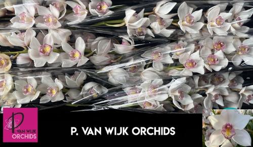 Cymbidium grootbloemig per tak 'Noorderlicht'