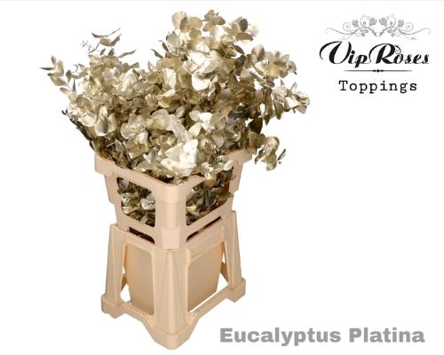 Eucalyptus cinerea kleurbehandeld per bos H%