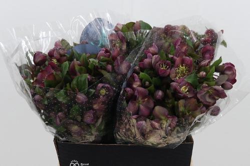 Helleborus 'Mammoth Pink'