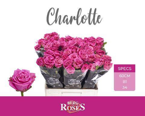 Rosa grootbloemig Tantau’s Charlotte