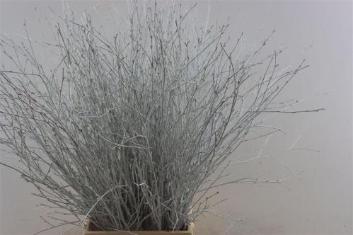 Betula kleurbehandeld H%