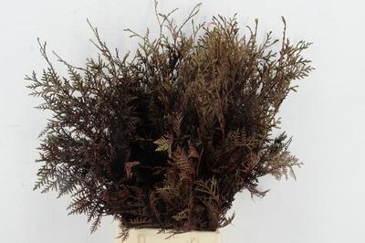 Decoratiegroen kleurbehandeld H%