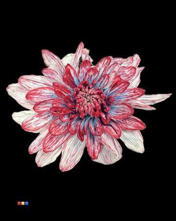 Chrysanthemum Indicum Grp tros kas kleurbehandeld H%