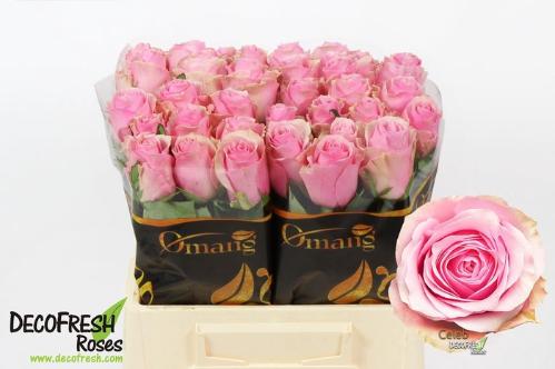 Rosa grootbloemig Celeb