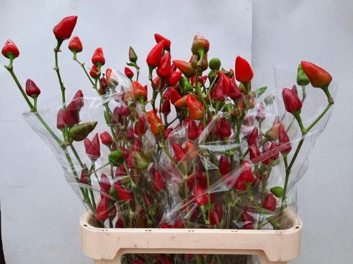 Capsicum annuum 'Xmas'