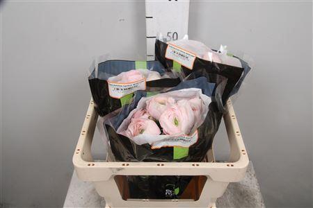 Ranunculus asiaticus Succes Hanoi