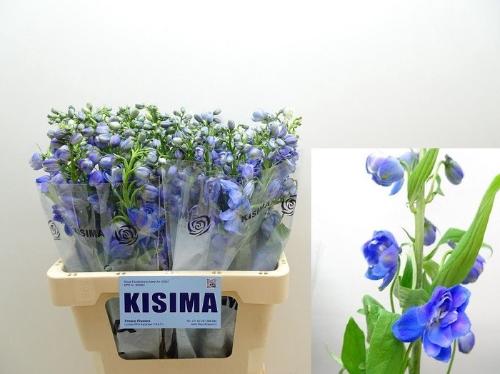 Delphinium Elatum Grp dubbelbloemig 'Guardian Blue'