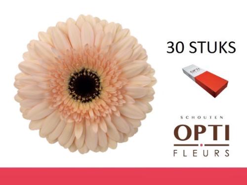 Gerbera grootbloemig 'Cafe del Mar'