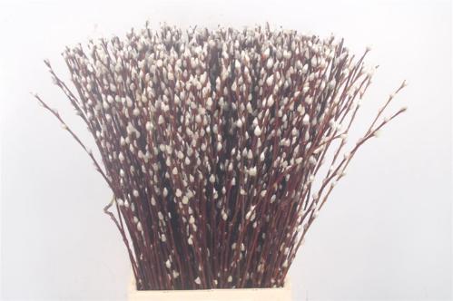 Salix caprea 'Snow Flake'