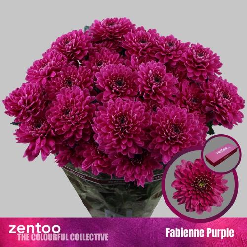 Chrysanthemum (Indicum Grp) tros Fabienne Purple