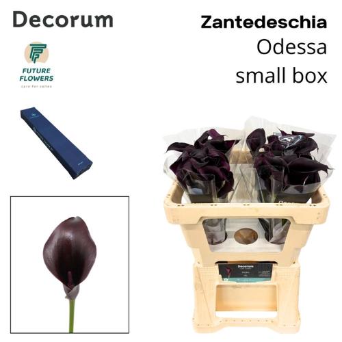 Zantedeschia 'Odessa'