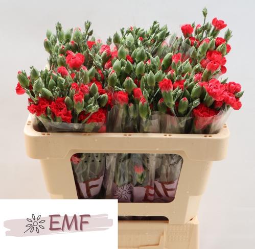 Dianthus tros 'Red Kiss'